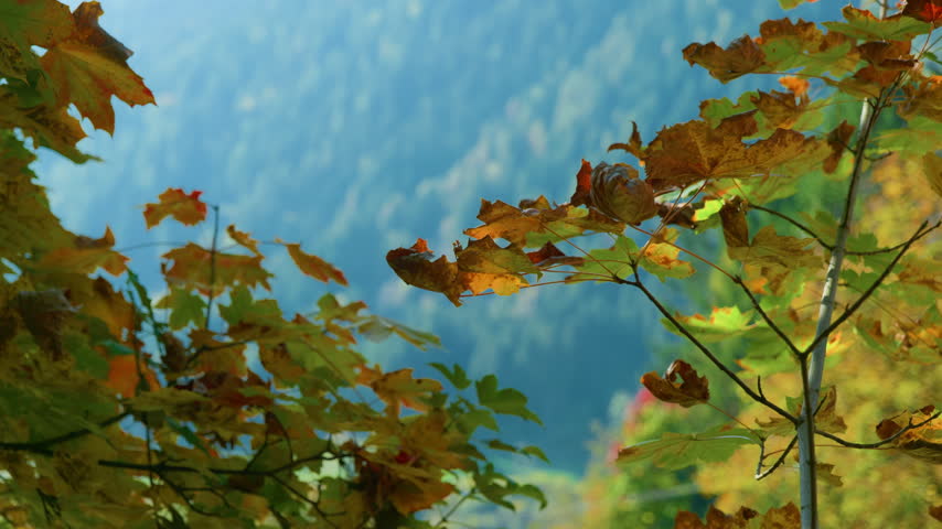 Maple leaves autumn mountain forest background with vibrant orange and yellow foliage framing an alpine valley. Static shot of seasonal fall nature landscape during daylight.