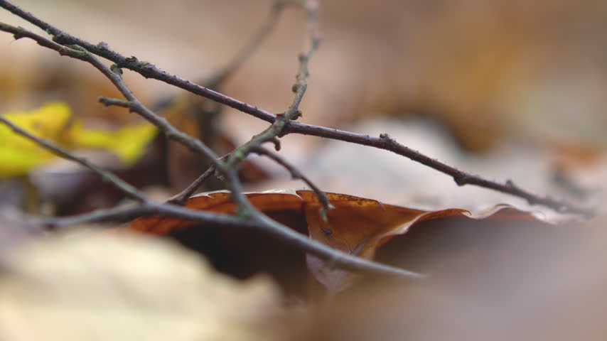 Dry Leaves And Scattered Twigs Covering The Forest Floor. Rack Focus Shot