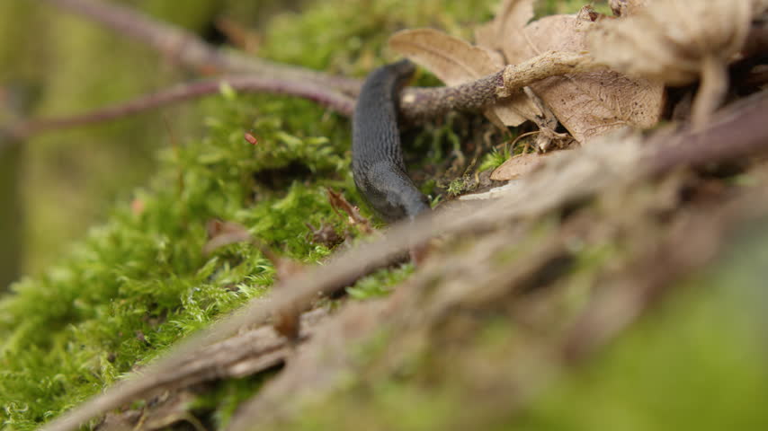 Fallen Dry Tree Covered With Moss And Lichen Lying Across The Forest Ground. Selective Focus Shot