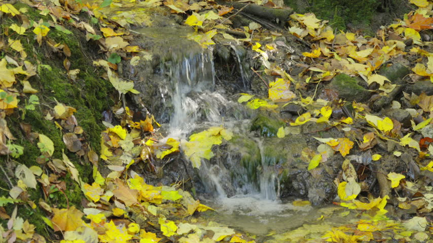 Clear water flows over mossy stones. Yellow leaves tumble in slow motion around the stream. The forest floor is carpeted in golden autumn foliage. in this scene