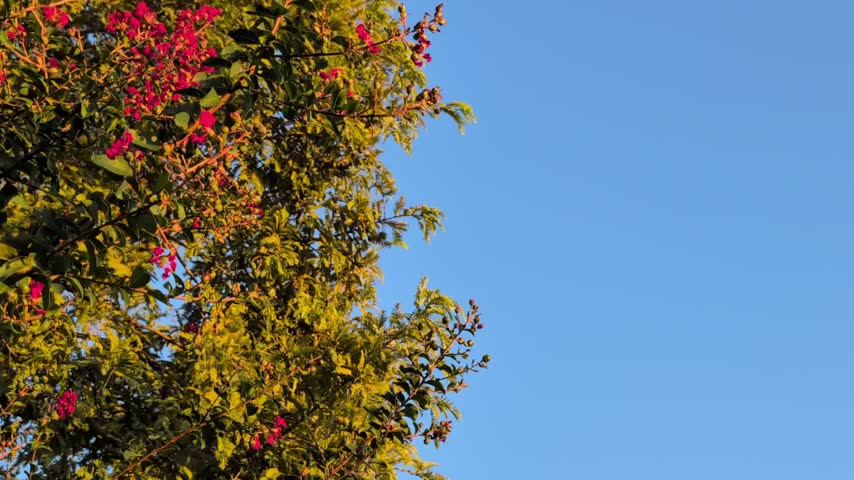 Nature-themed stock image (evening blue sky and red flowers)
