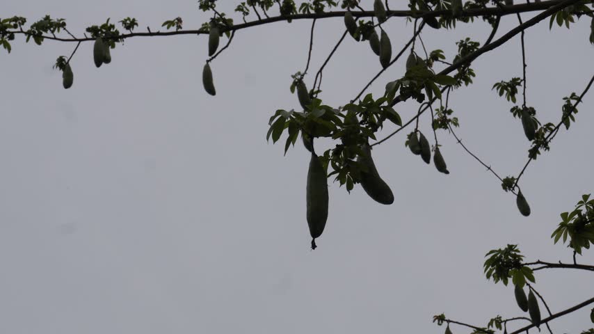 green ceiba pentandra seed pods hanging from tree branches