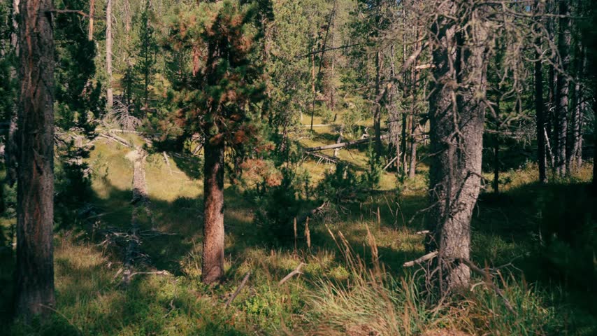 fallen trees and rugged countryside beside a footpath in the forest of the Swiss National Park