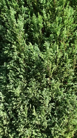 dark green foliage of the Juniperus chinensis 