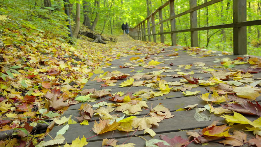 Wooden path carpeted with fallen maple leaves. Yellow, red, and orange leaves scatter the walkway. Soft sunlight filters through tall trees overhead. Two figures stroll away
