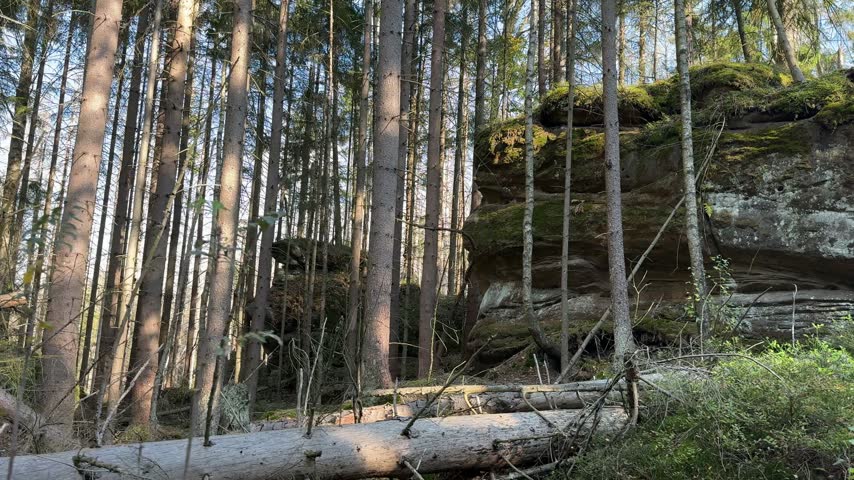 Rocks in the old forest