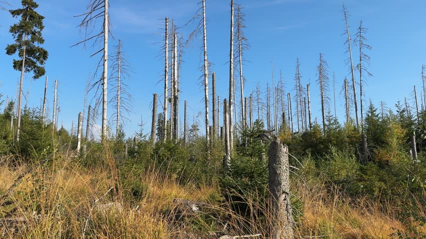 Dead trees in the forest