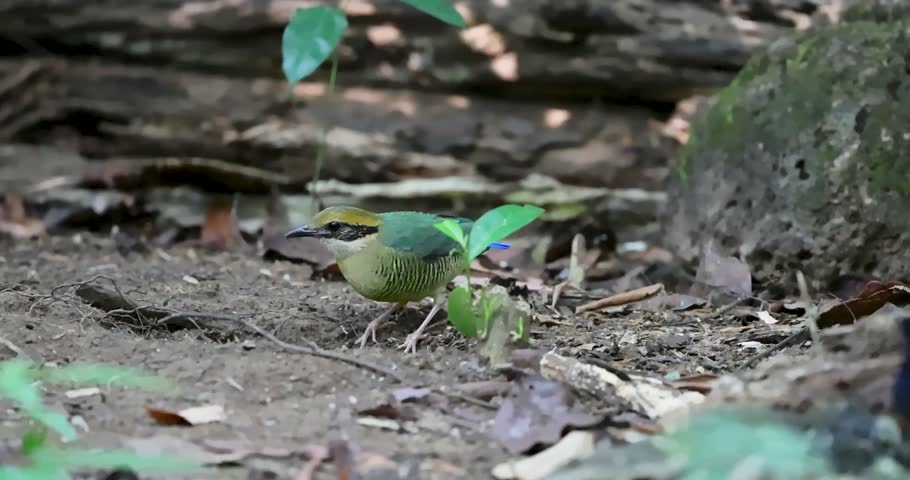 Bar-bellied pitta at Cat Tien National Park, Vietnam 