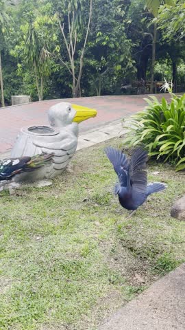victoria crowned pigeon walking around with its wings open, the intimidating blue pigeon in the park