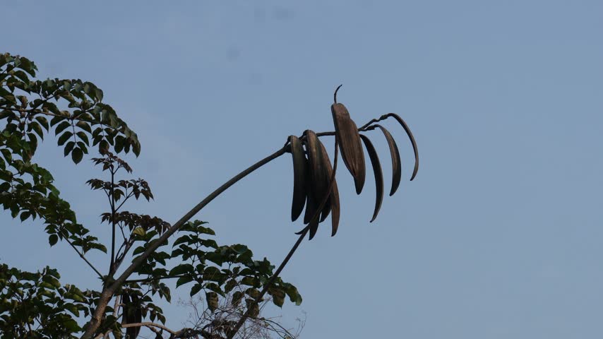 dried seed pods hanging from a tree branch against a clear blue sky