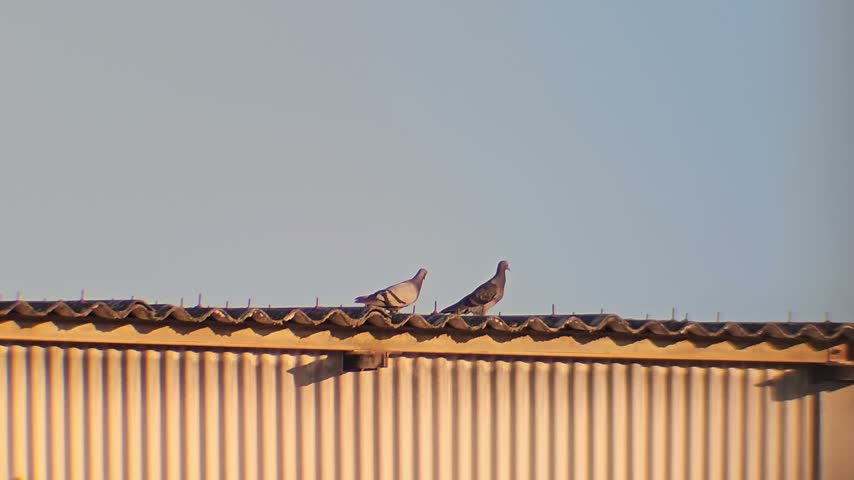 Two pigeons perched together on a corrugated building roof against a clear blue sky on a sunny day.