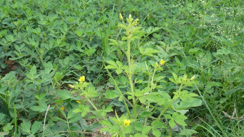 yellow flowers blooming among lush green groundcover plants