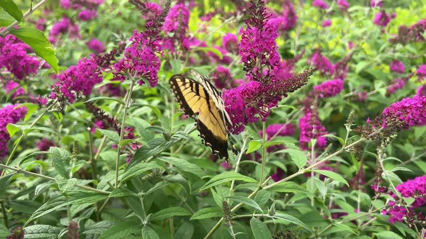 Papilio glaucus or the eastern tiger swallowtail feeding on buddleja.