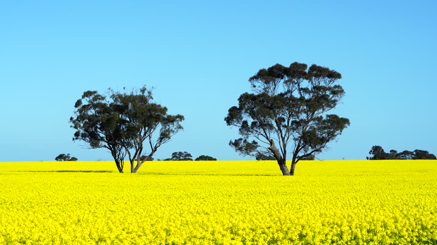 Eucalyptus trees in the middle of a yellow canola field creating a yellow and green contrast, South Australia