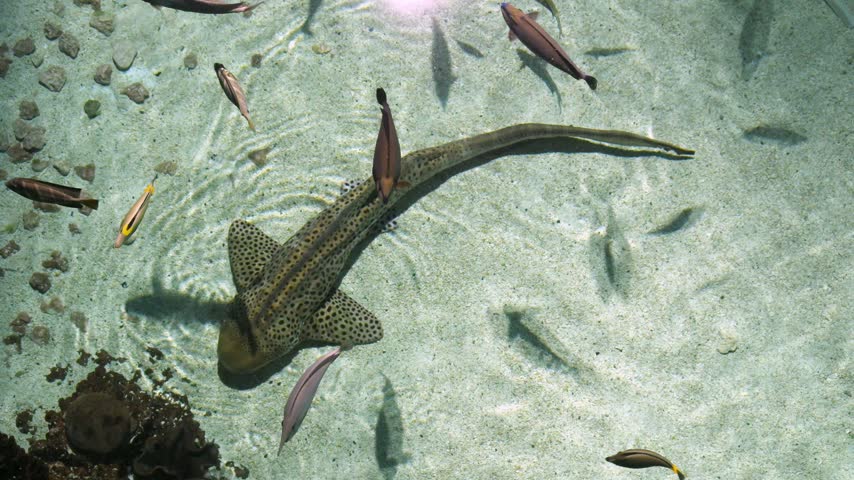 Zebra shark (Stegostoma tigrinum), also commonly known as the leopard shark because of the characteristic spotted coloration of adults. Its body is covered with brown spots against a light background, features distinctive longitudinal ridges along the back, and has a very long caudal fin that can account for almost half of the fish