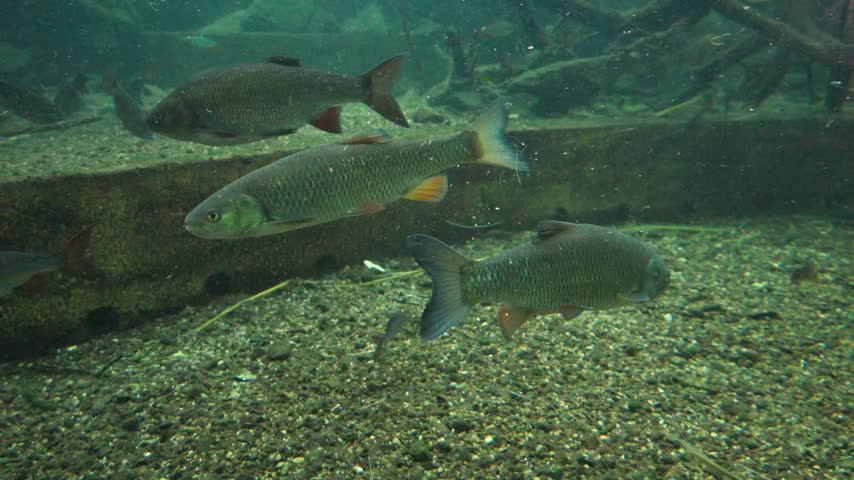Three European chub (Squalius cephalus), belonging to the family Cyprinidae, are shown in their natural freshwater habitat. The fish swim in clear water above a rocky and sandy substrate. The lighting and viewing angle emphasize their fusiform body shape and the reddish coloration of their pelvic fins.
