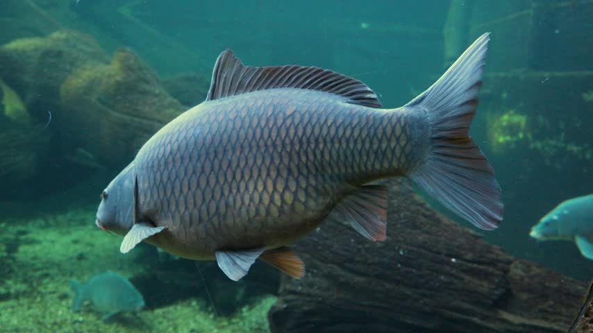 Common carp, or European carp (Cyprinus carpio), photographed in profile in its natural aquatic habitat. This large, bluish-gray fish has a dense, robust body covered with scales and characteristic barbels near the mouth. The photograph