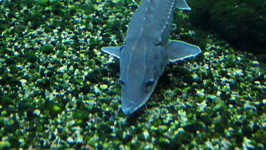 A fish belonging to the family Acipenseridae (sturgeons), morphologically resembling the sterlet (Acipenser ruthenus). A large individual with a steel-gray coloration is positioned diagonally across the frame, swimming near the bottom above a substrate composed of small stones. The characteristic anatomical features of this species are clearly visible: an elongated, pointed snout, large pectoral fins, and five longitudinal rows of protective bony scutes along the body.