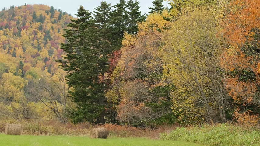 Hay bales in a green meadow near a colorful autumn forest.