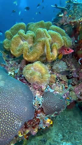 Bigeye fish under coral on marine boulder, Indonesia, Raja Ampat