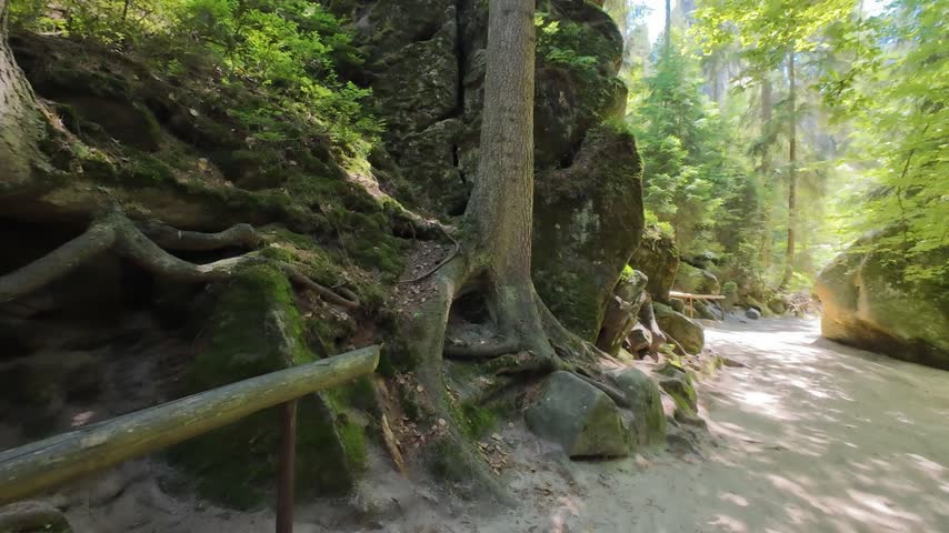 Tree roots on mossy sandstone rocks along a hiking trail, Adrspach, Czech Republic