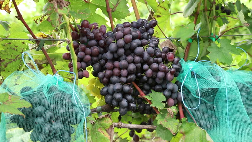 Large bunch of ripe dark grapes growing on a vine next to bunches in protective mesh bags in a vineyard