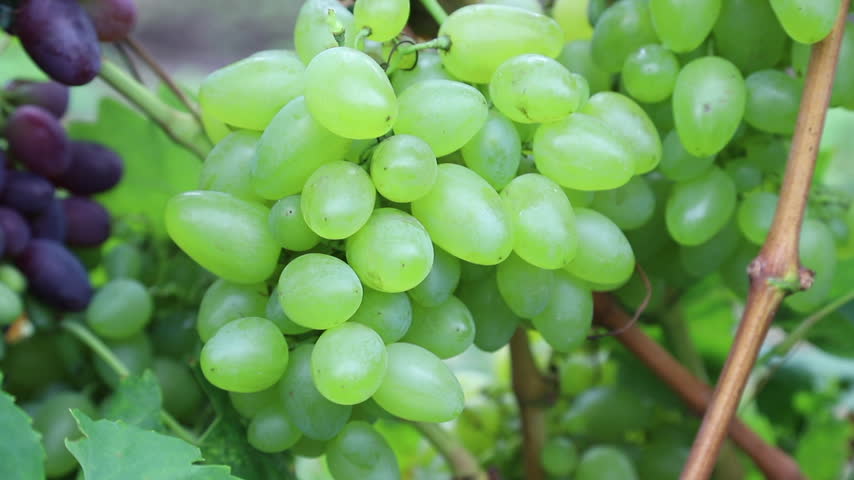 Close up of a large bunch of ripe green grapes hanging on a vine with dark grapes in the background in a vineyard