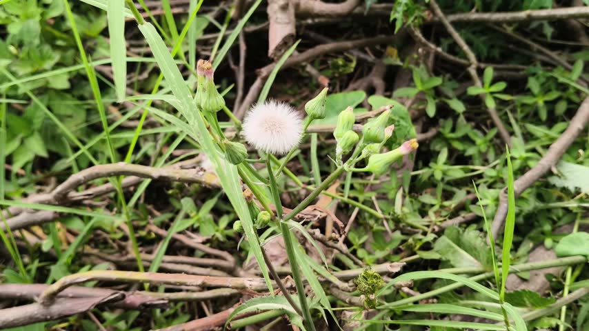 White dandelion seed head and green buds blooming outdoors