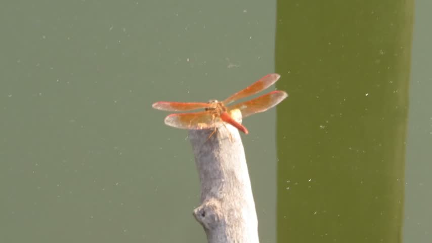 a red dragonfly of the genus Neurothemis