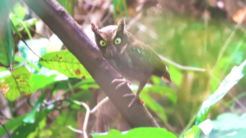 Philippine scops owl (Otus megalotis) in the undergrowth of mixed forests and on mountain slopes. Vietnam. Like a little devil