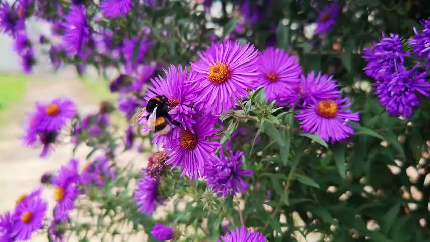 A large bumblebee sits on bright purple flowers on a sunny day.