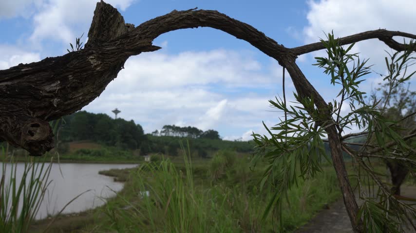 An arching tree branch frames a rural pond landscape. Ripples, banks and nearby vegetation remain visible across the selected view.