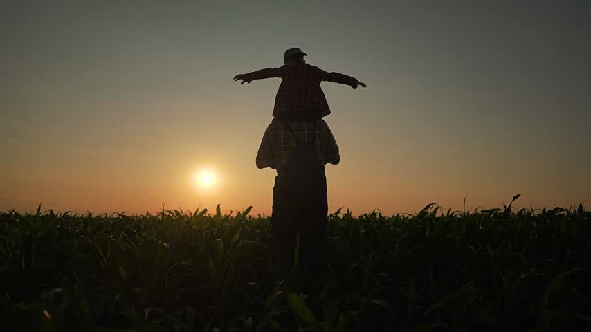 Child plays airplane on farmer shoulder arms out in summer field. Green corn plants fill nature scene. Family walk through field together. Farmer holds child high enjoying warm evening and corn plants
