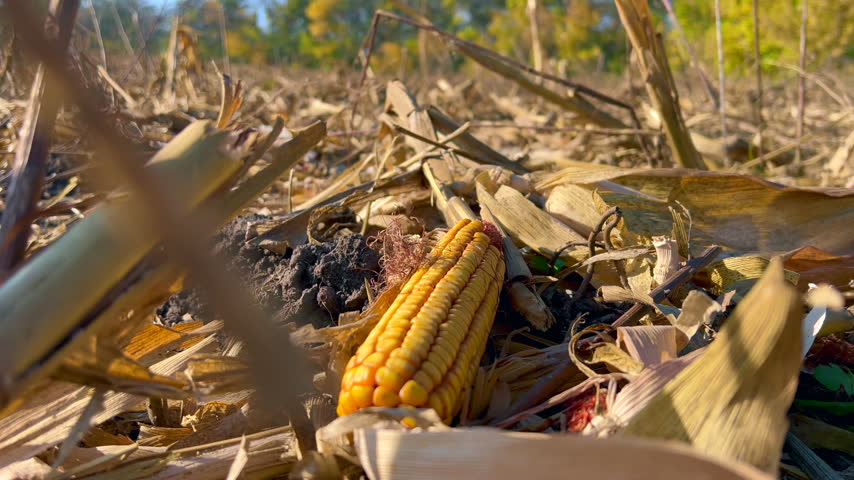 Little field mouse nibbling on a ripe corn cob among dry stalks and leaves after the harvest