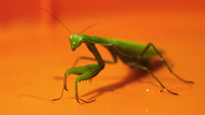 Green praying mantis sitting on a bright orange surface and looking at camera, macro insect wildlife photography, exotic predator close up. High quality 4k footage