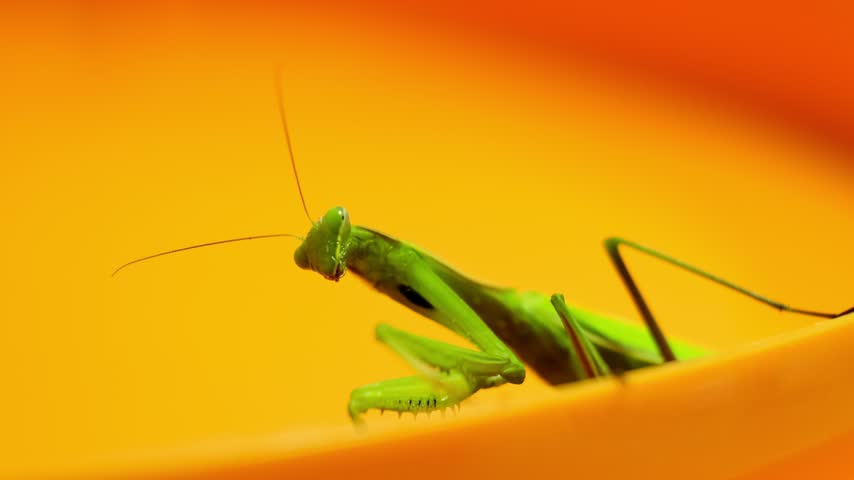 Green praying mantis sitting on a bright orange surface and looking at camera, macro insect wildlife photography, exotic predator close up view from below. High quality 4k footage