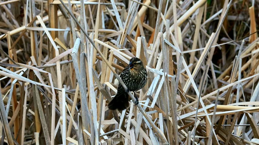 Female red-winged blackbird, Agelaius phoeniceus, clings to dense cattail reeds in a Minnesota marsh. Close-up video captures the bird