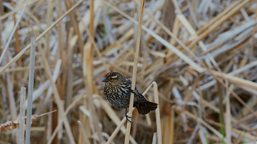 Female red-winged blackbird, Agelaius phoeniceus,  balances on a single reed stalk with a softly blurred sagebrush background. Wide shot shows the bird