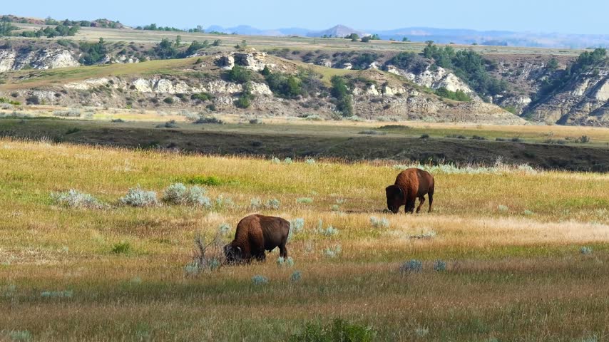 Two wild bison graze side by side in golden prairie grass with sagebrush at Theodore Roosevelt National Park. Dramatic badlands buttes and cliff faces form the backdrop.
