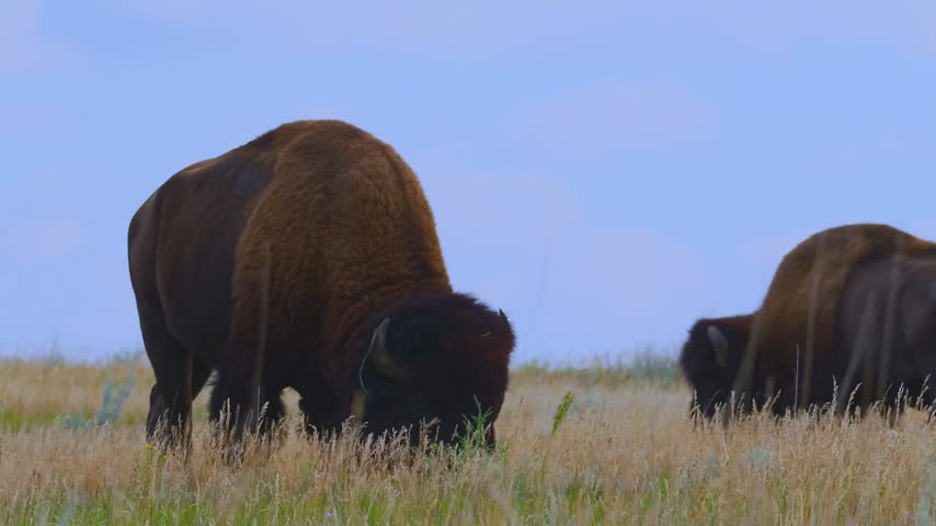 Two wild bison shot close together in golden prairie grass under blue sky at Theodore Roosevelt National Park, North Dakota. One large bull dominates the foreground.