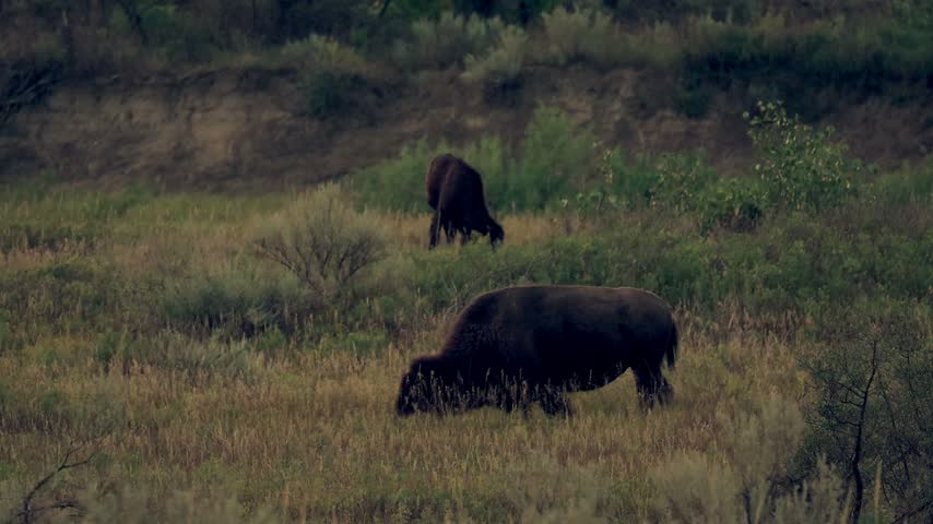 Two wild American bison graze in dusky evening light at Theodore Roosevelt National Park, North Dakota. Silhouetted against sagebrush badlands terrain with golden-lit grass.