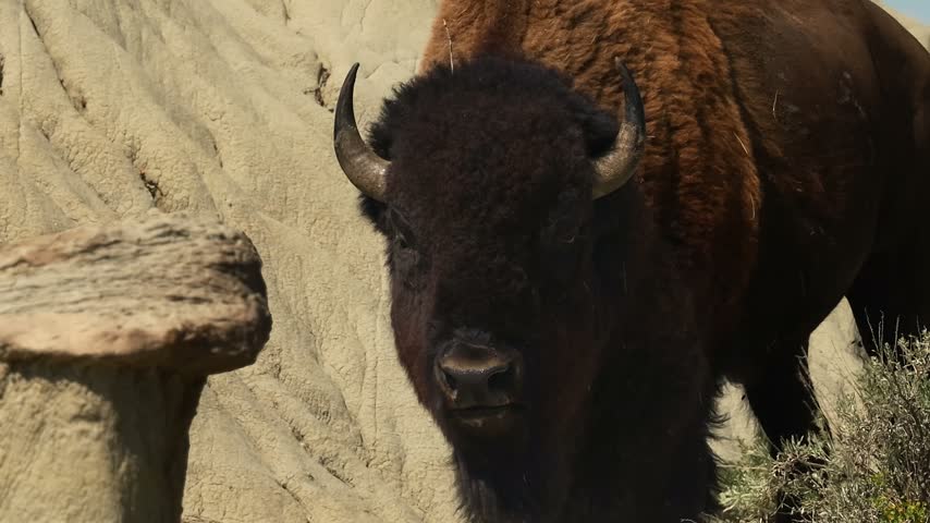 Extreme close-up of a wild bison