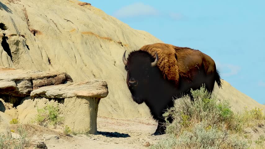 Wild bison stands close to a distinctive mushroom-shaped pedestal rock formation or hoodoo in the badlands of Theodore Roosevelt National Park, North Dakota. Eroded clay butte fills the background.