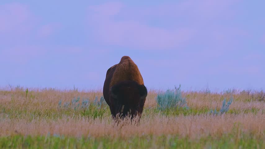 Wild bison grazes in golden prairie grass at Theodore Roosevelt National Park, photographed from close behind. The animal