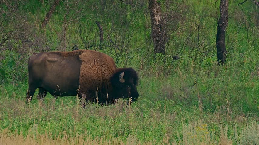 Wild American bison grazes in lush green grass with brushy trees in the background at Theodore Roosevelt National Park. Profile view shows the animal