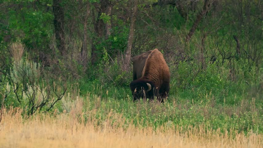 Wild American bison grazes head-down among dense brush and shrubs at Theodore Roosevelt National Park. Close elevated view captures the animal