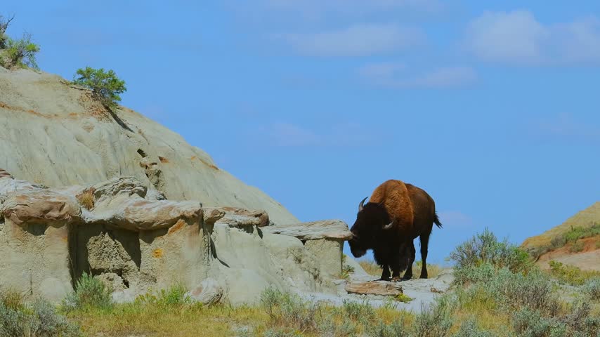 Wild bison navigates a rock ledge in the badlands of Theodore Roosevelt National Park, turning its head. Wide shot against a blue summer sky with butte formations behind.