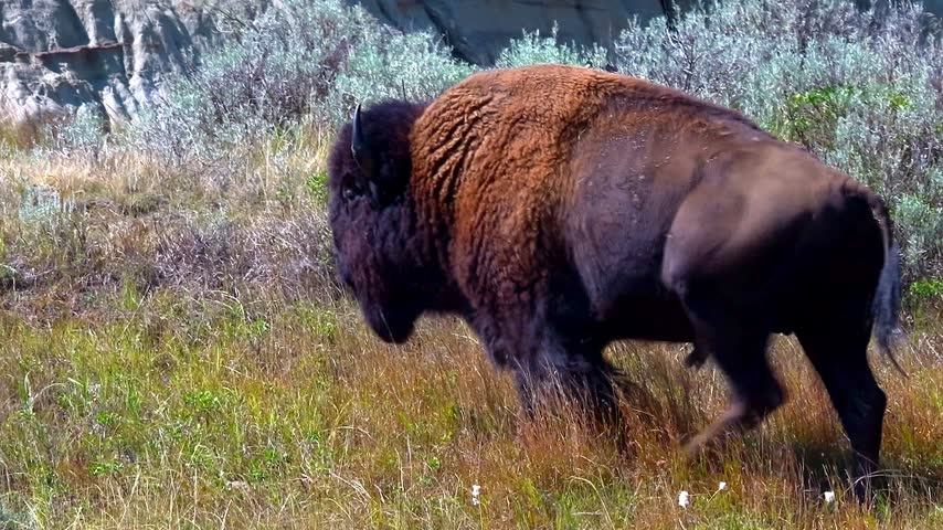 Wild bison walks away from the camera along the base of a dark eroded badlands cliff at Theodore Roosevelt National Park. Close rear view shows the animal