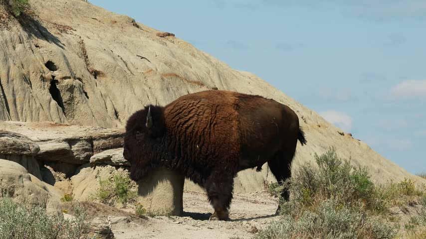 Wild bison rubs and scratches against a badlands rock formation, hoodoo, in Theodore Roosevelt National Park, North Dakota. Full profile shows the massive shaggy coat and curved horns.