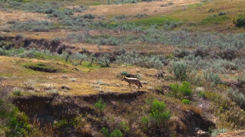 Wild coyote trots across open sagebrush grassland and rolling terrain at Theodore Roosevelt National Park, North Dakota. The tan and gray predator moves alertly through the prairie.